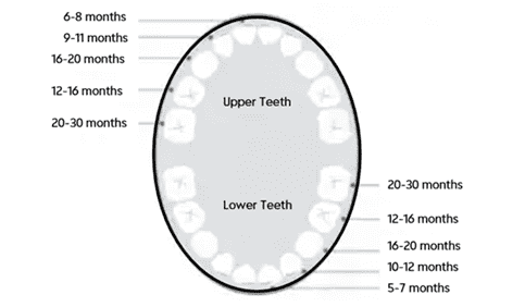 Diagram of children's teeth